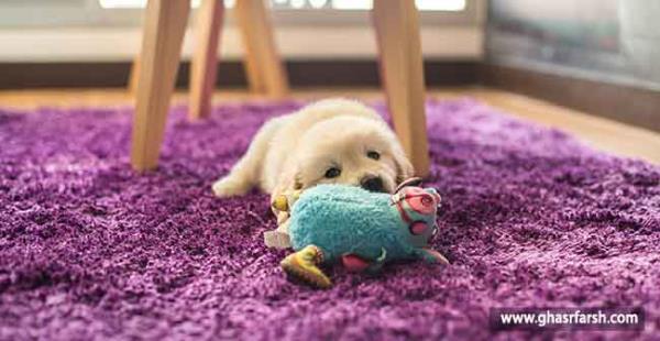 راهنمای خرید فرش برای حیوانات خانگی